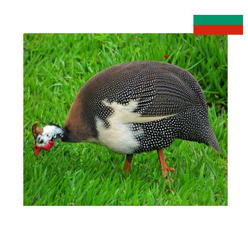 птица из Болгарии