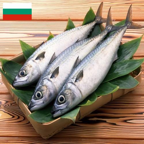 рыба свежая из Болгарии