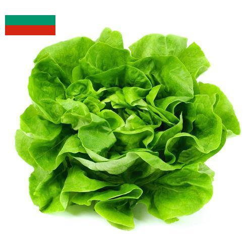 салат из Болгарии