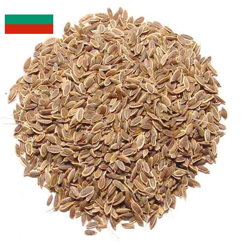 Семена укропа из Болгарии