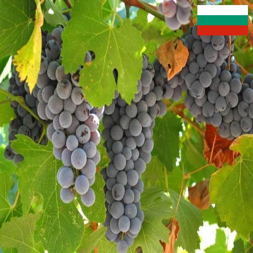 вино виноградное из Болгарии
