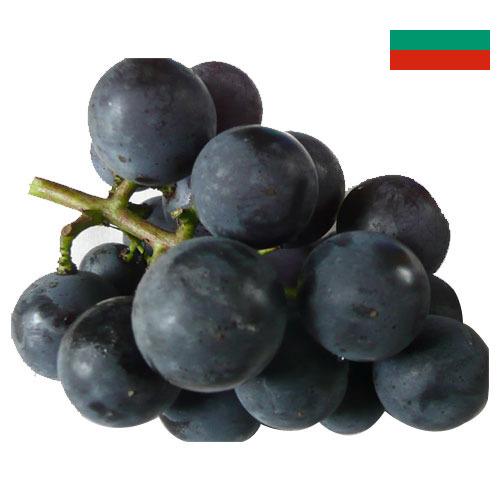 виноград столовый из Болгарии
