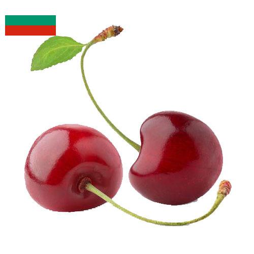 Вишня из Болгарии