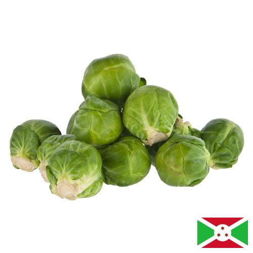 Капуста брюссельская Бурунди