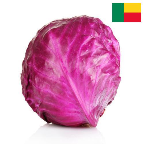 Капуста краснокочанная из Бенина