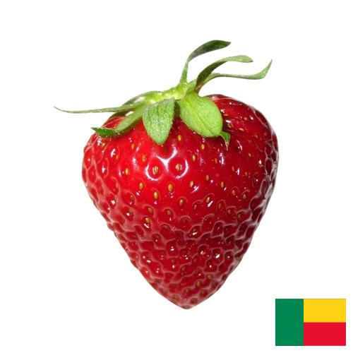 Клубника из Бенина