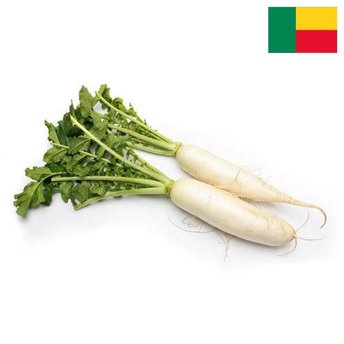 Редька из Бенина