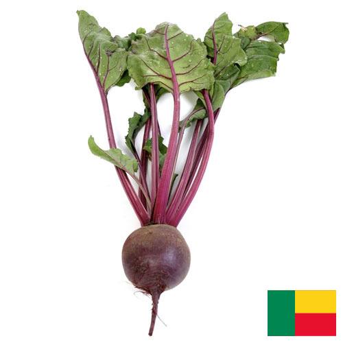 Свекла столовая из Бенина