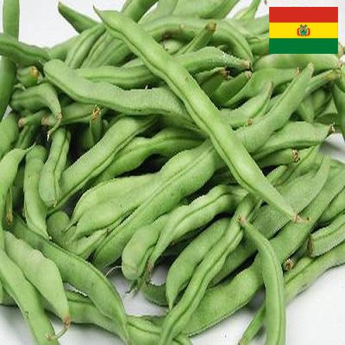 Бобы Боливия