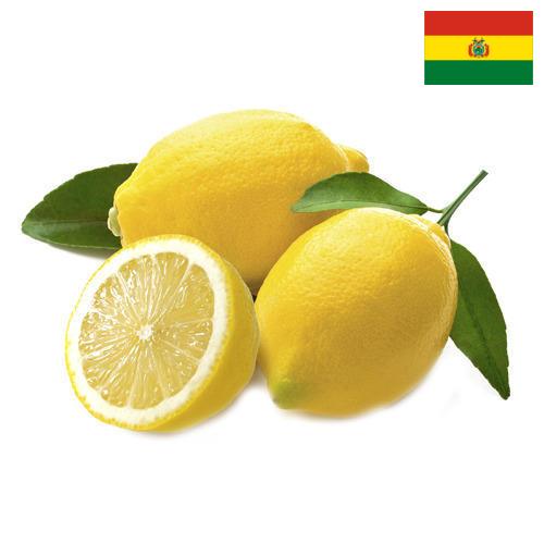 лимон свежий Боливия