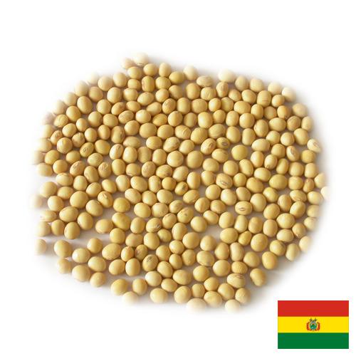 Семена сои Боливия