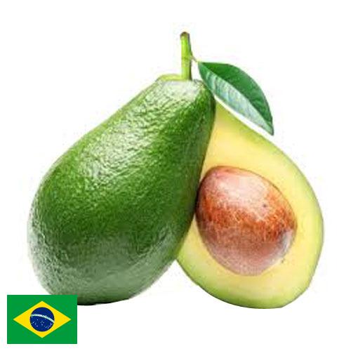 Авокадо из Бразилии