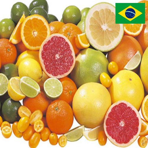 Цитрусовые фрукты из Бразилии