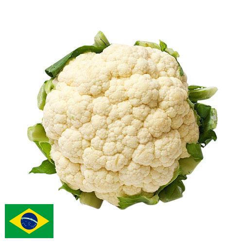 Капуста цветная из Бразилии