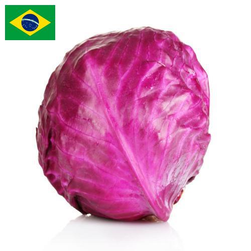 Капуста краснокочанная из Бразилии