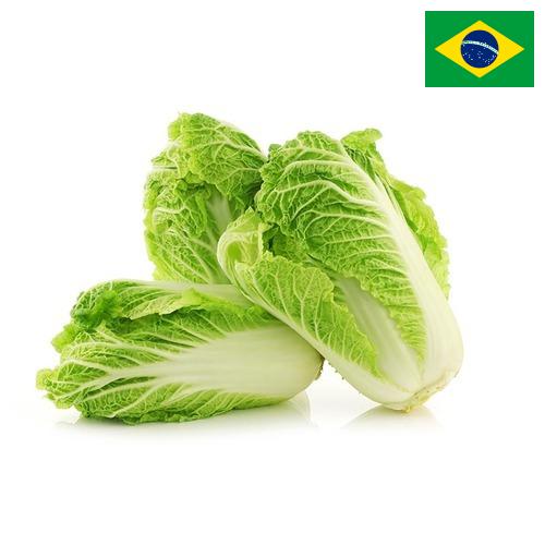 капуста пекинская из Бразилии