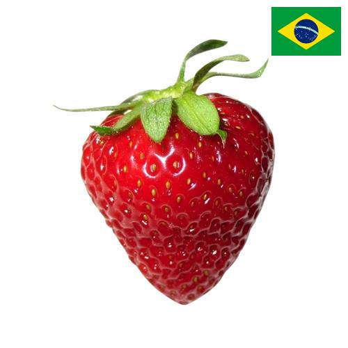 Клубника из Бразилии