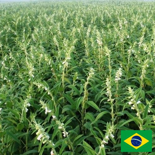 Кунжут из Бразилии