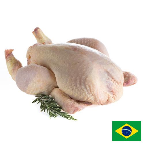 мясо птицы тушка из Бразилии