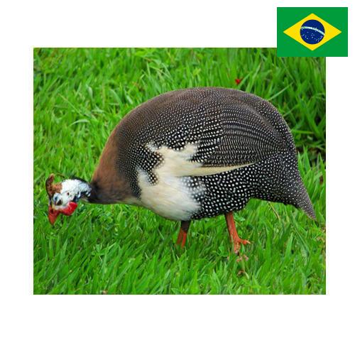 птица из Бразилии