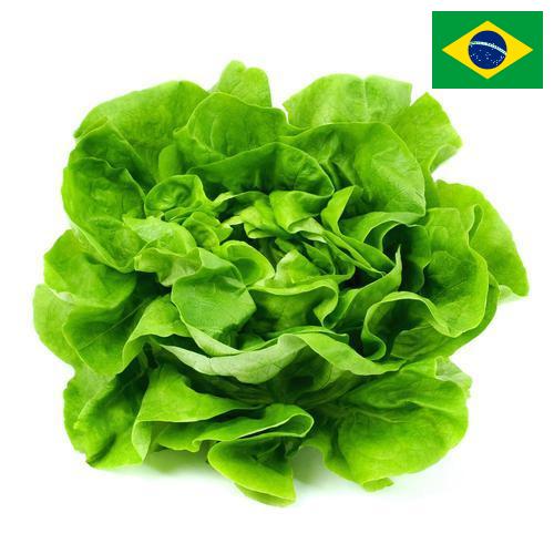 Салат латук из Бразилии