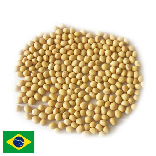 Семена сои из Бразилии
