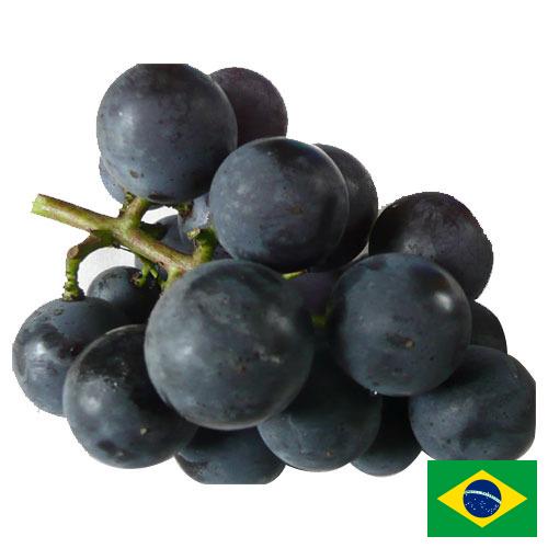 виноград столовый из Бразилии