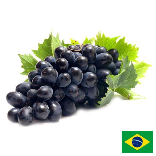 Виноград из Бразилии