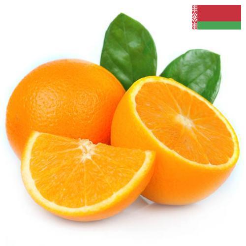 апельсины свежие из Беларуси