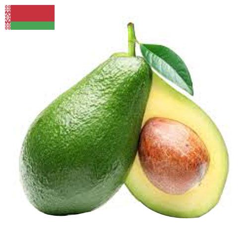 Авокадо из Беларуси
