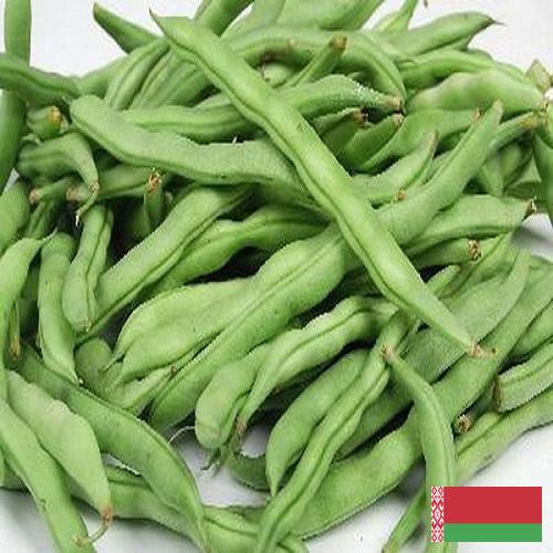 Бобы из Беларуси