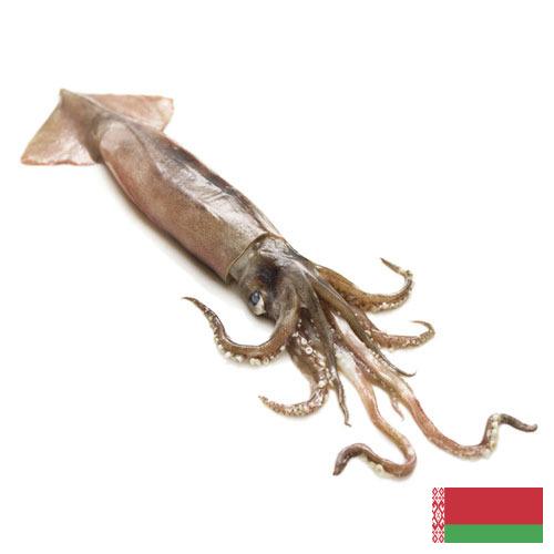 Кальмары из Беларуси