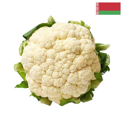 Капуста цветная из Беларуси