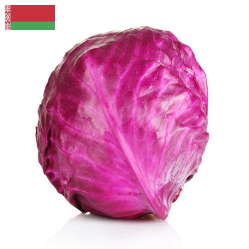Капуста краснокочанная из Беларуси