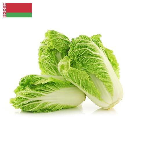 капуста пекинская из Беларуси