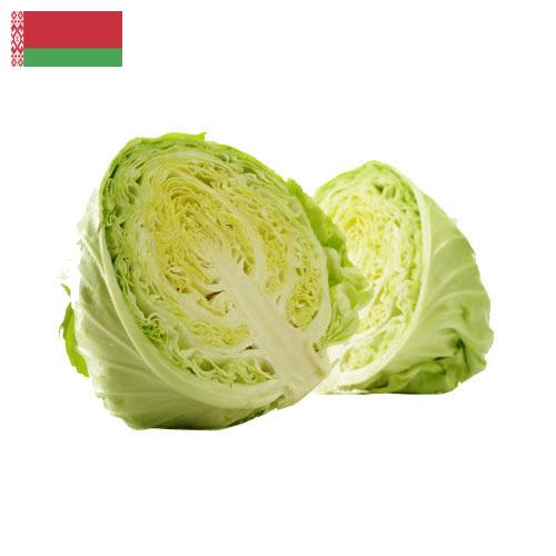 Капуста из Беларуси