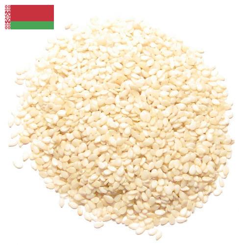 кунжут семена из Беларуси