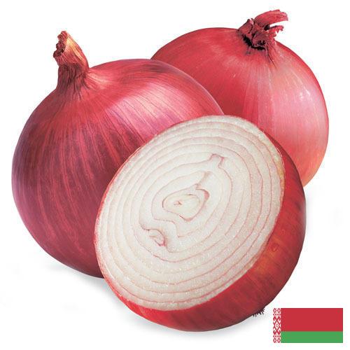 Лук красный из Беларуси