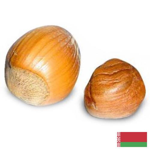 орех фундук из Беларуси