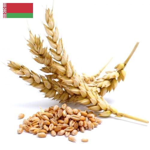 Пшеница из Беларуси