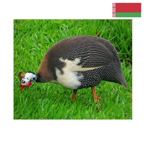 птица из Беларуси