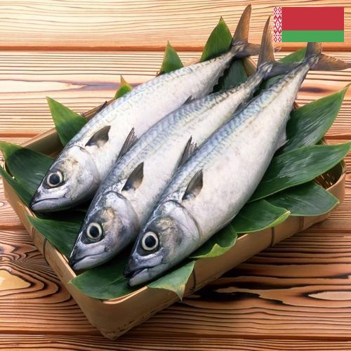 рыба свежая из Беларуси