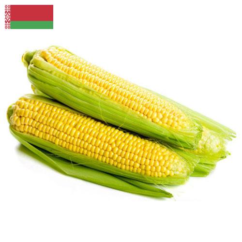 Сахарная кукуруза из Беларуси