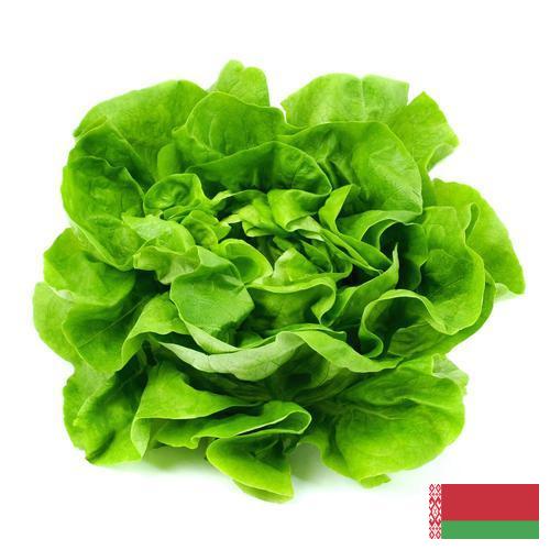 Салат латук из Беларуси