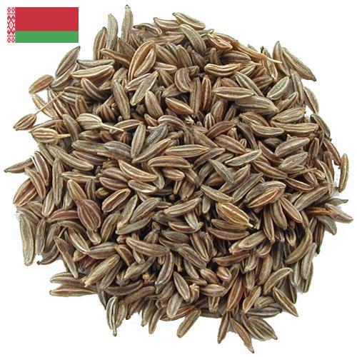 Семена тмина из Беларуси