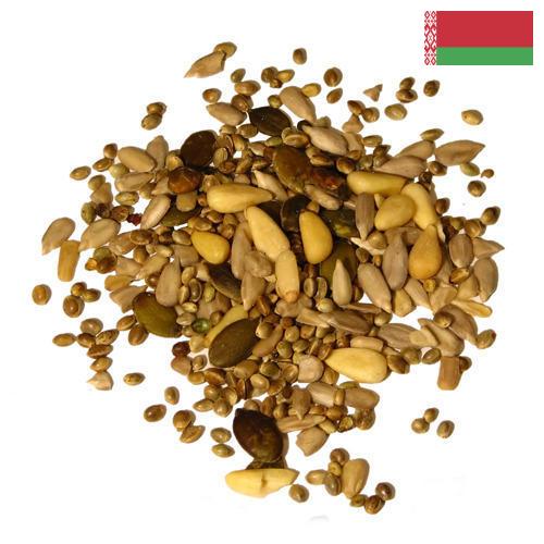 Семена из Беларуси