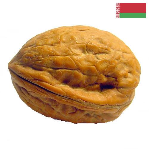 Скорлупа грецкого ореха из Беларуси