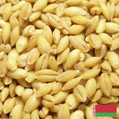 Ячмень из Беларуси