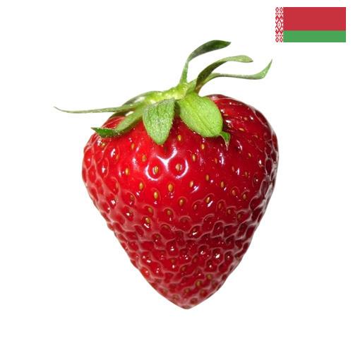 Земляника из Беларуси