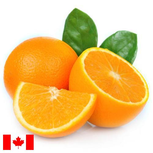 апельсины свежие из Канады